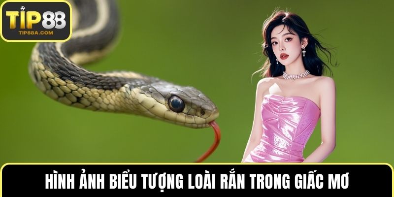 Hình ảnh biểu tượng loài rắn trong giấc mơ