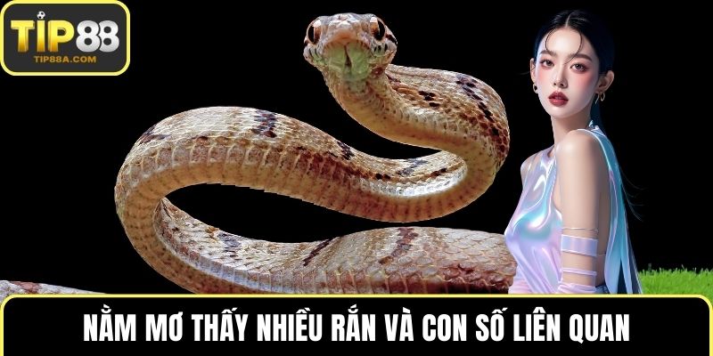 Nằm mơ thấy nhiều rắn và con số liên quan