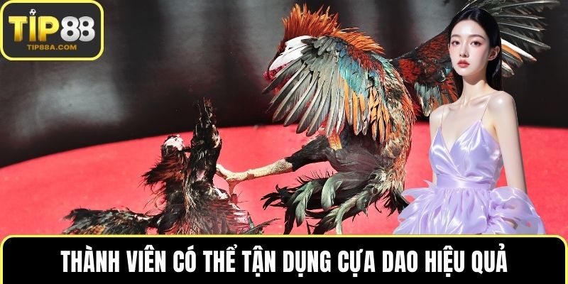 Thành viên có thể tận dụng cựa dao hiệu quả